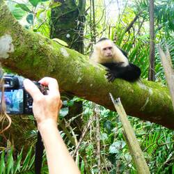 White faced monkey