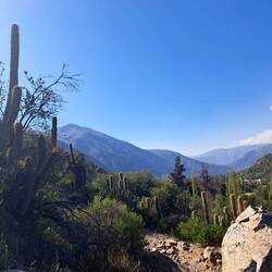 Riesenkakteen sind überall am Start