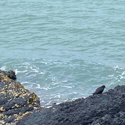 Het viu Austere-es Paradis für die Austernfischer (Vogu mit em rote Schnabu)