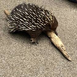 Echidna earing bugs
