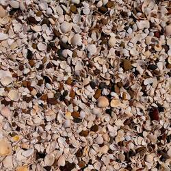 Der Strand besteht nur aus Muscheln