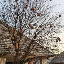 Nester der Schwarzkopf-Weber