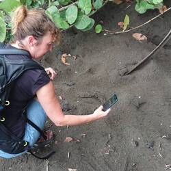 Steph entourée de bébés tortue verte à la sortie du nid.