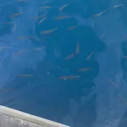 Die fischies konnte man füttern