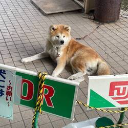 Akita inu 😍😍