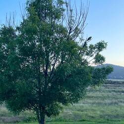 Pelican Point Sanctuary