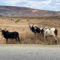 Zebus am Straßenrand