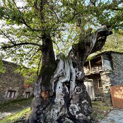 800 year old chestnut tree