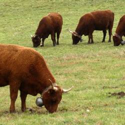 De fine røde køer i Cantal. Racen Salers