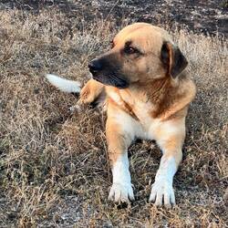 This dog took ownership of us for the night, apparently comfortable with our presence.