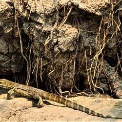 Eidechse, etwa 75 cm lang