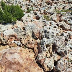 Trotz der Schwierigkeit war es interessant, auf den versteinerten Korallen entlangzulaufen.