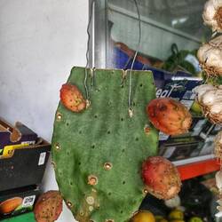 Kaktusfeige mit Stamm geerntet.