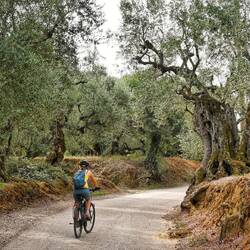 Der Peloponnes ist voller Olivenhaine.