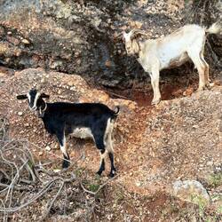 Goats aplenty
