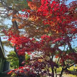 These colors, red and orange on the same tree