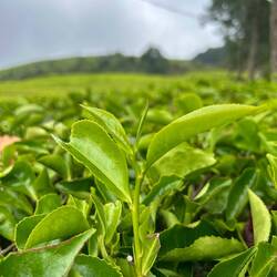 from the very young leaves they make jasmin tea