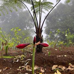 the first Amaryllis I see growing outside