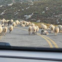 Sehr entspannte Verkehrsteilnehmer
