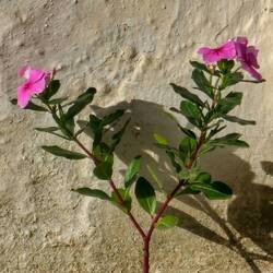 Faszinierend, wie sich die Natur auch unter widrigsten Verhältnissen durchsetzt