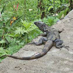 dieses Prachtexemplar lag nach dem Frühstück vor meiner Tür 😉