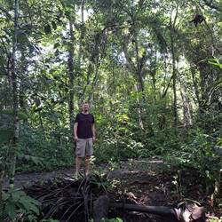 Henne im Urwald