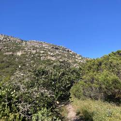 Trappieskop