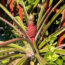 red pineapple