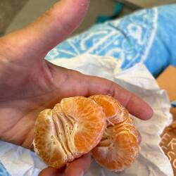 a woman gifted me mandarins, obviously i looked hungry