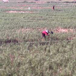 paddy firlds / Reisfelder