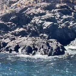 Multiple seals. Watch for the movement