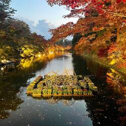 Das Laub wurde abends richtig schön abgeleuchtet
