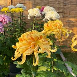 Die Chrysantheme ist die Nationalblume Japans