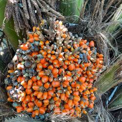 Palmfrüchte - da kommt das Palmöl her