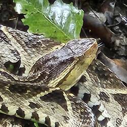 hier hat sich eine Schlange vor Kurzem gehäutet