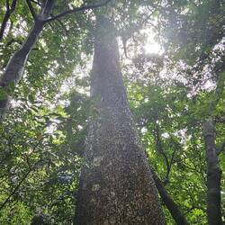 der Baum ist mit Dornen versehen, damit keine Tiere hochkrabbeln und den Baum beschädigen können