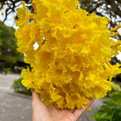 just a flower of a tree