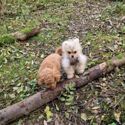 Playing at being 'proper dogs' on the woodland walk