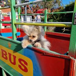 The 'Fun Bus' at Ellerbeck Boatyard Bus Cafe