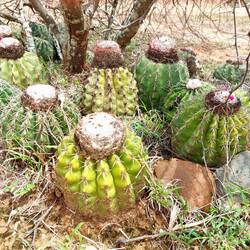 Melocactus mit süssen roten Früchten 😀