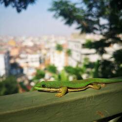 Hello Sweetie!