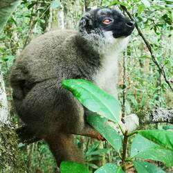 Common brown lemur with a baby