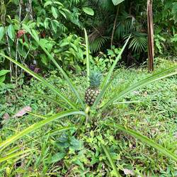 Eine Ananas wächst :)