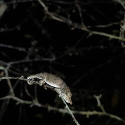 Pigmy Chameleon