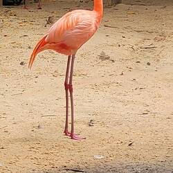 Der Kuba-Flamingo oder Roter Flamingo