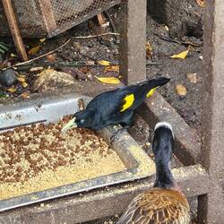 Die Gelbbürzelkassike oder Gelbrücken-Stirnvogel, auch Arendajo, ist ein südamerikanischer Singvogel