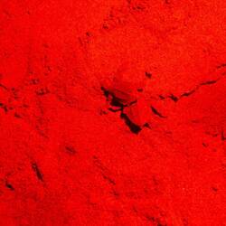 von 1.000 geschlüpften Jungen schafft es im Schnitt nur eine alt zu werden