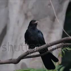 Unser alter Freund der Koel, ein indischer Kuckuck, weckt uns morgens fast immer, wenn es hell wird