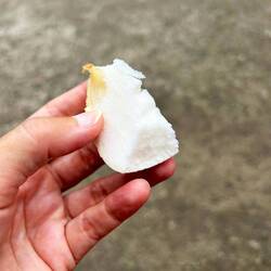 Frucht, die innen in der Kokosnuss drin wächst