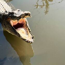 Bizarre and sad zoo of 80 crocodiles